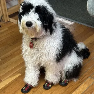 Barkley the service dog