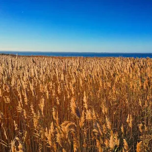 Behind the store and beside their deck beautiful Sea Oats.