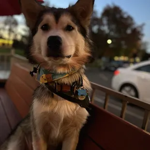 a dog sitting on a bench