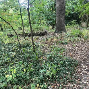 Vi Bates Wildflower Garden