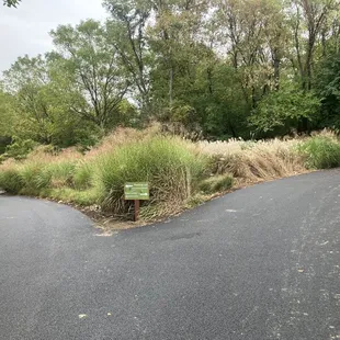 Ornamental Grass Garden