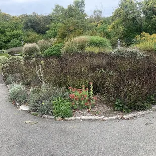 Ethel Johnson Lilac Garden