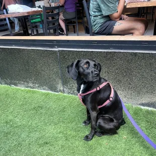 Dog friendly patio area with open air windows