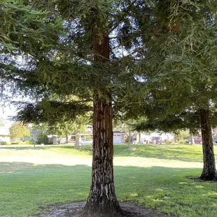 Wow such tall trees!