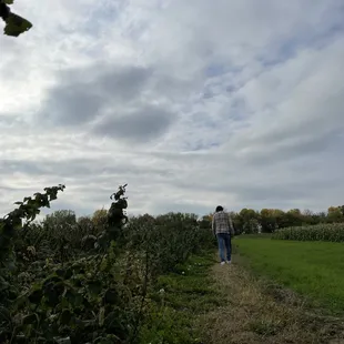 Raspberry harvest