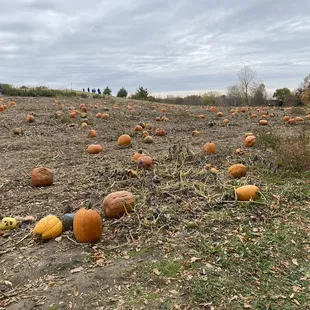 Just a few pumpkins left