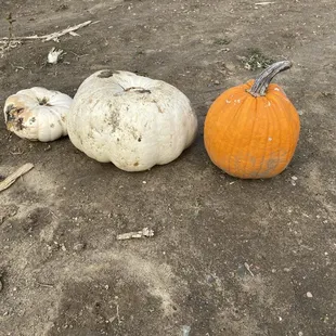 Found a 30lb white pumpkin at the end of season