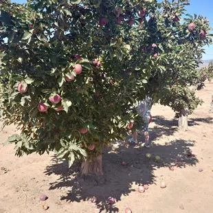 Beautiful apples growing on the trees