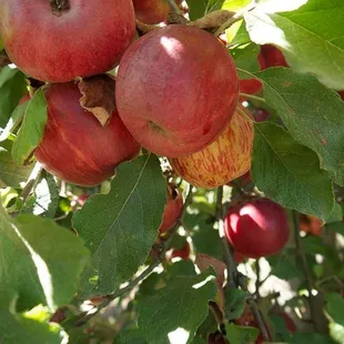 Fresh, ripe apples on the tree