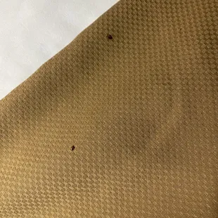 Pic of bed bugs.