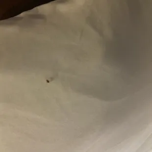 Pics of bedbugs