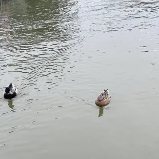 Donald &amp; Daffy!