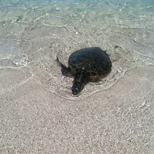 Sea turtles