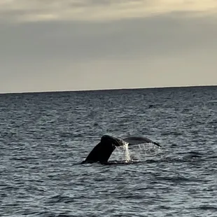 Whale&apos;s Tail