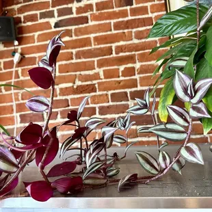 a variety of houseplants on a table