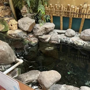 interior, oysters and mussels