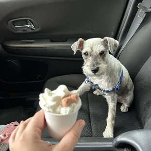 Happy puppy with her pup cup