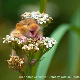 a small rodent resting on a flower