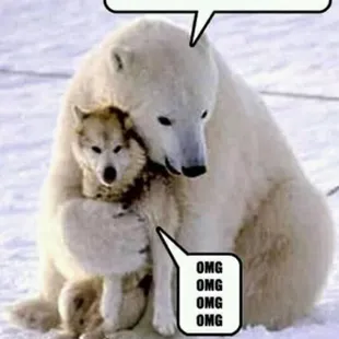 a polar bear hugging a dog