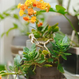 So many beautiful plants!