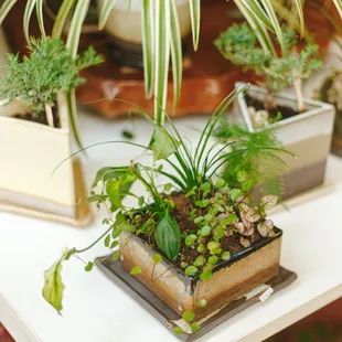 So many beautiful plants!