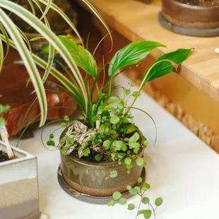 So many beautiful plants!