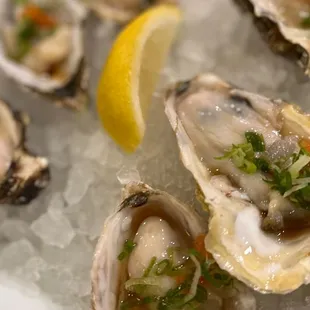 Fresh oysters
