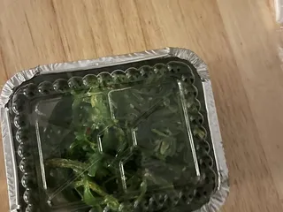 Tomodachi Japanese Steakhouse& Sushi Bar