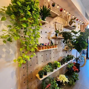 a wall of plants