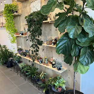 Plant shop