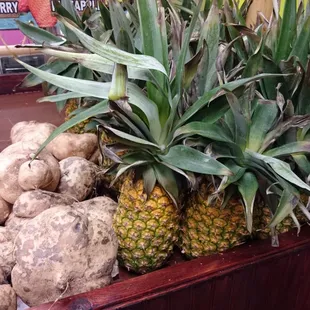 Fresh pineapples