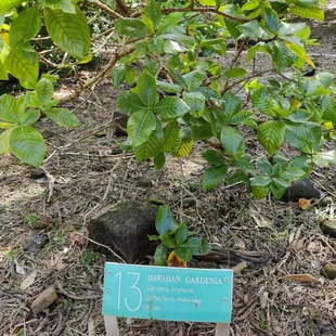Hawaiian Gardenia