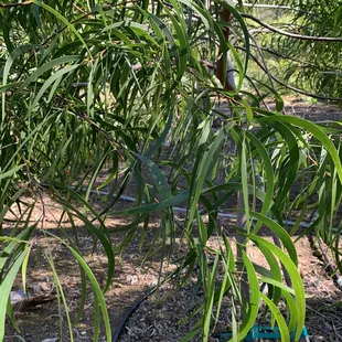 Koa tree