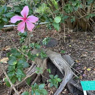 Hibiscus