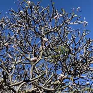 Plumeria