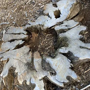 Tree trunk