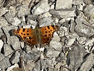 Tall Sycamore Campground