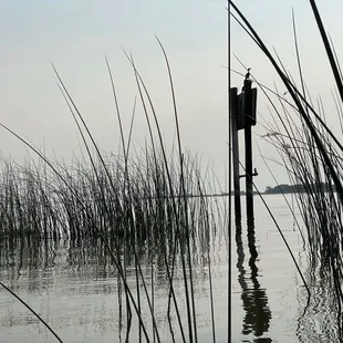 Reeds and birds aplenty