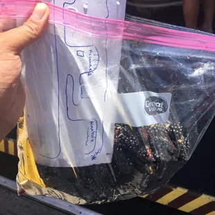 plastic bag + bucket were provided for blackberry picking!