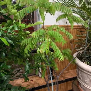 a large potted plant in front of a window