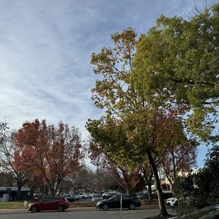 Apo R.