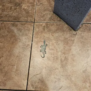 Geckos