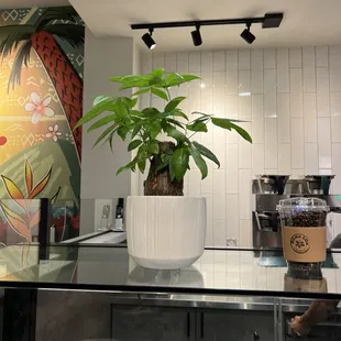 Kona Loa Coffee Crown Valley.  New coffee shop in the community.