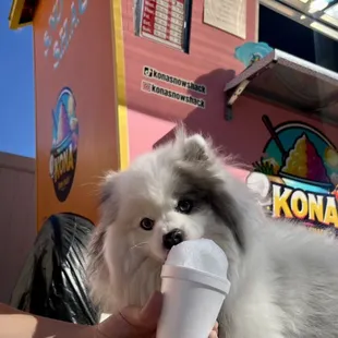 We offer Pupcups sweet cream on top. Free on the purchase of one .