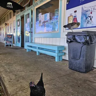 a chicken standing on the sidewalk