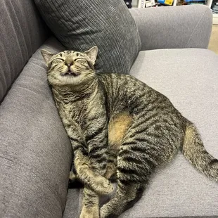 Whiskey the cat (always snoozing)