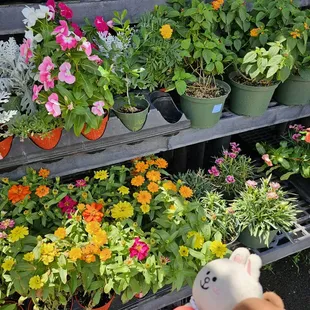 Colorful and healthy plants!