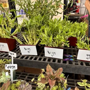 Make your own Lucky Bamboo arrangement, or they have ones already made