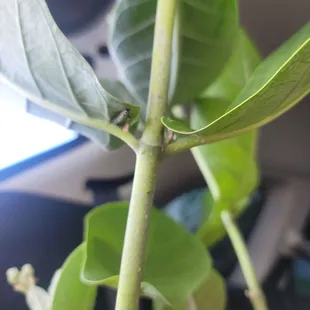 Scored a caterpillar.