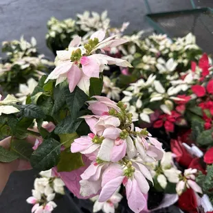 Off-season poinsettias on sale for $1.99